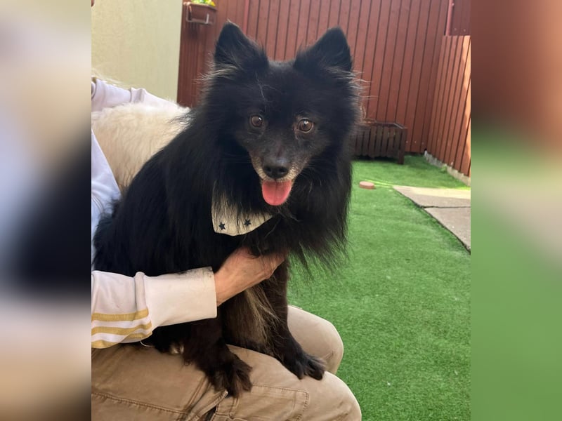 Casper SR – Kleine Maus sucht Herzensmenschen