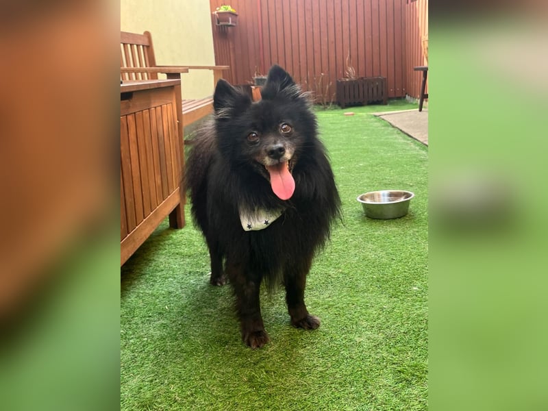 Casper SR – Kleine Maus sucht Herzensmenschen