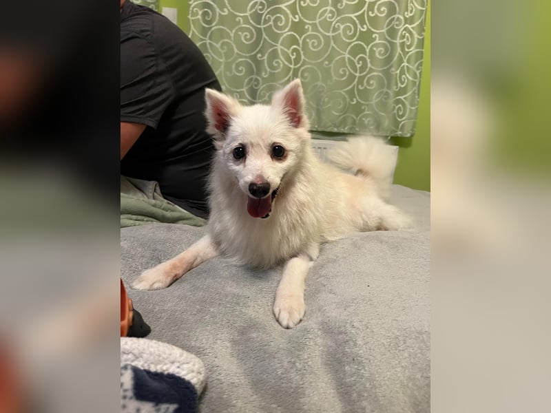 Rosie 2 – Ruhige Spitz-Dame sucht liebevolles Zuhause