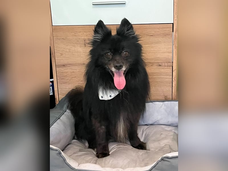 Casper SR – Kleine Maus sucht Herzensmenschen