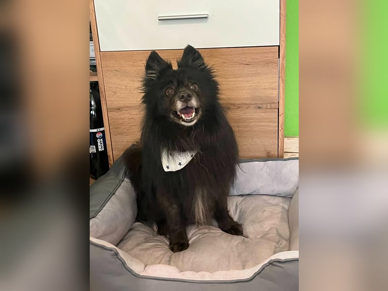 Casper SR – Kleine Maus sucht Herzensmenschen