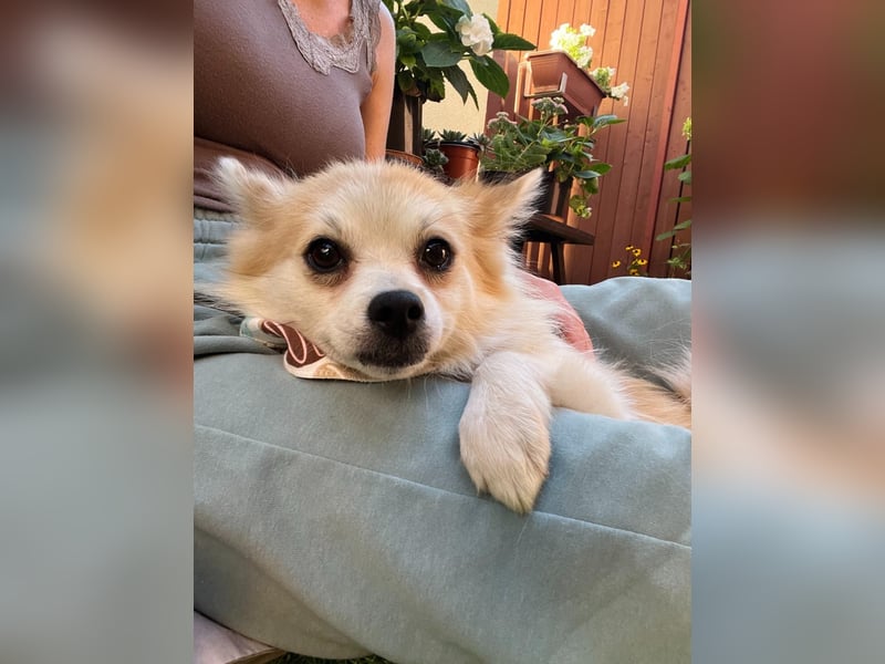 Elsie-SR – kleine Spitzdame mit großem Herz sucht Geborgenheit 