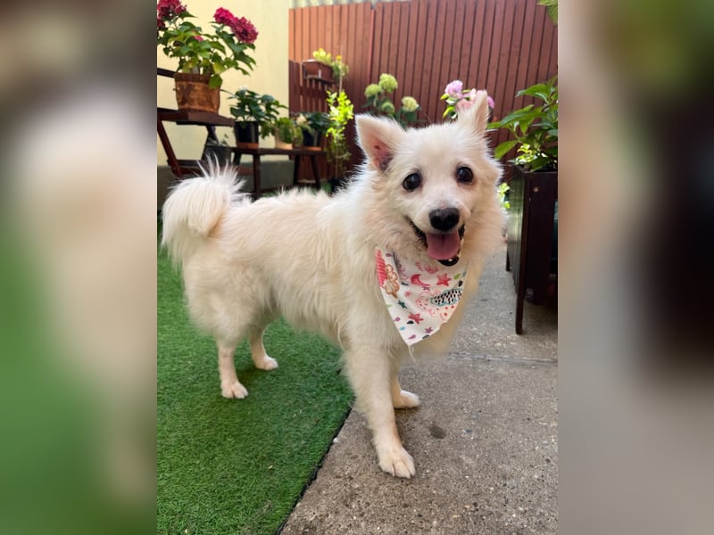 Rosie 2 – Ruhige Spitz-Dame sucht liebevolles Zuhause