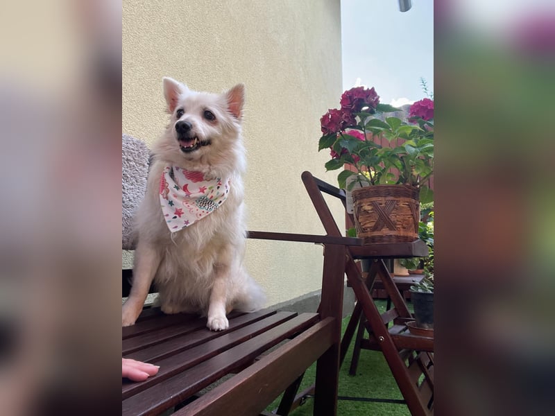 Rosie 2 – Ruhige Spitz-Dame sucht liebevolles Zuhause