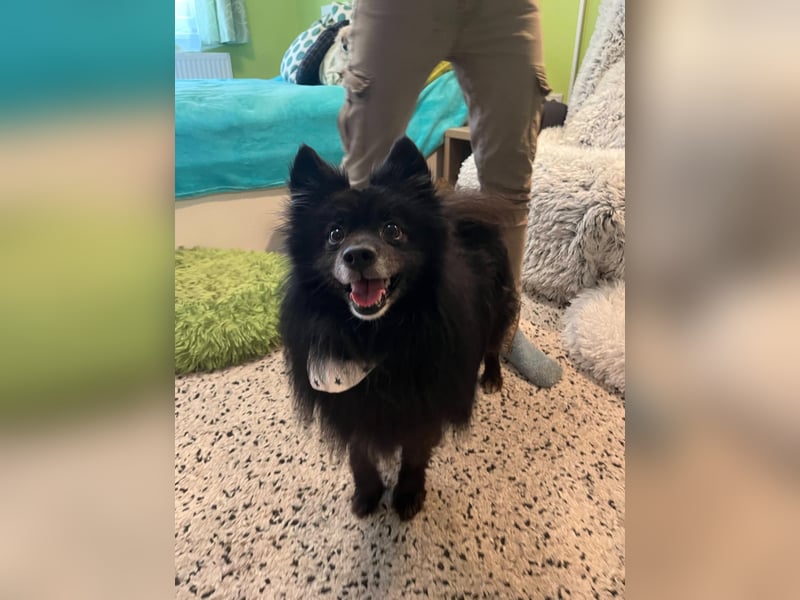 Casper SR – Kleine Maus sucht Herzensmenschen