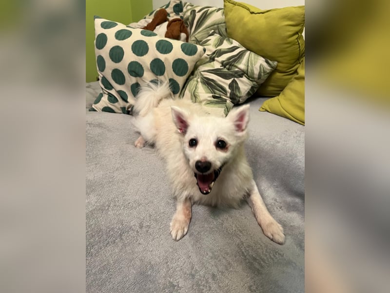 Rosie 2 – Ruhige Spitz-Dame sucht liebevolles Zuhause