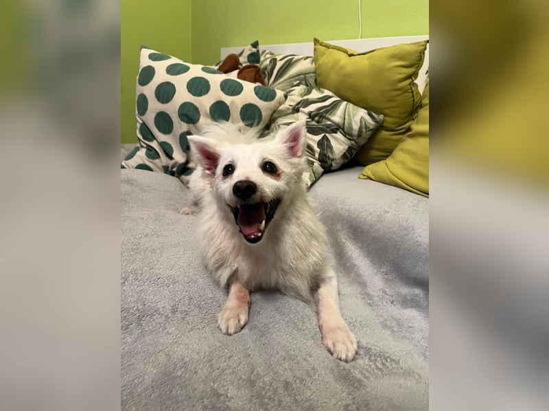 Rosie 2 – Ruhige Spitz-Dame sucht liebevolles Zuhause