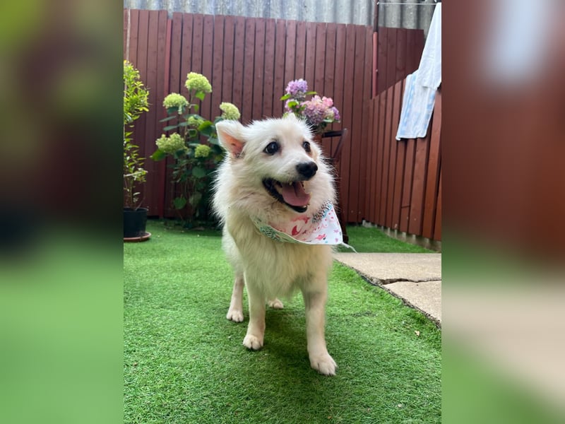 Rosie 2 – Ruhige Spitz-Dame sucht liebevolles Zuhause