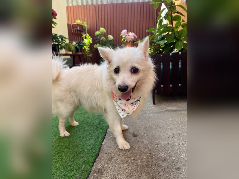 Rosie 2 – Ruhige Spitz-Dame sucht liebevolles Zuhause