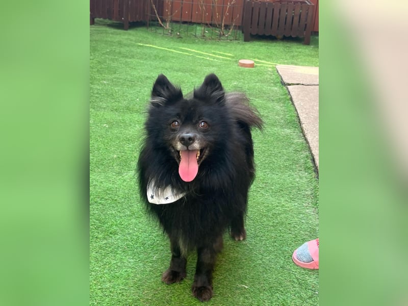 Casper SR – Kleine Maus sucht Herzensmenschen