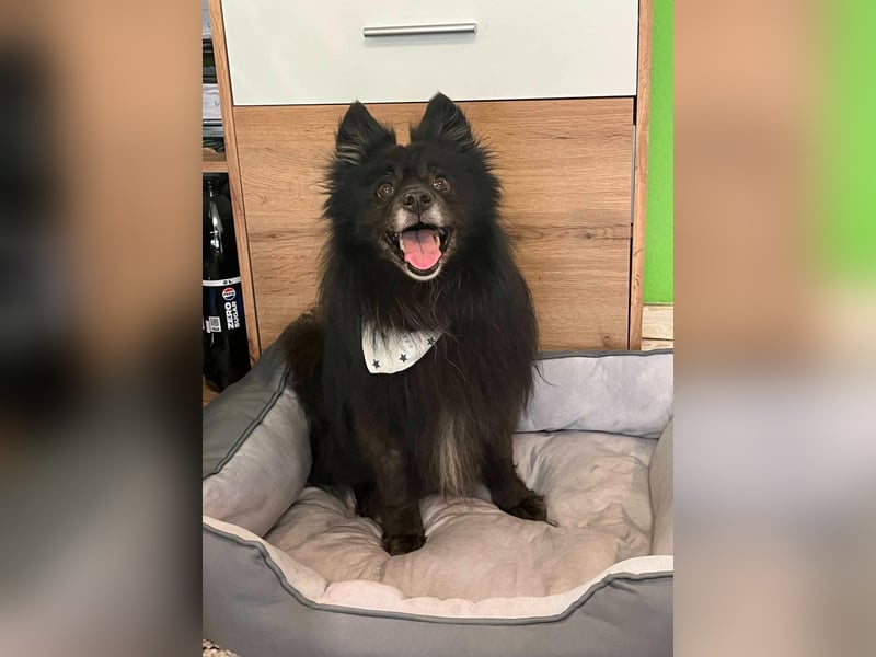 Casper SR – Kleine Maus sucht Herzensmenschen