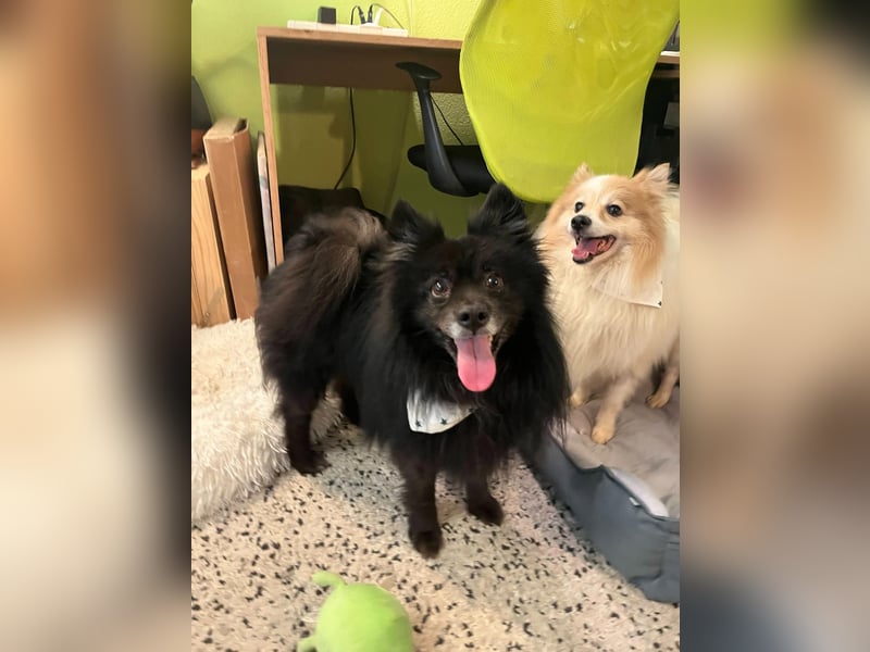 Casper SR – Kleine Maus sucht Herzensmenschen