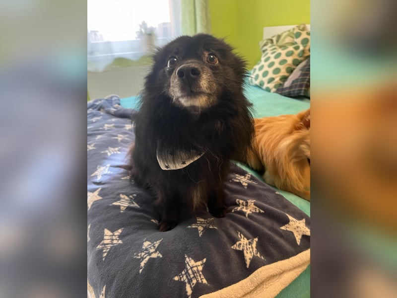 Casper SR – Kleine Maus sucht Herzensmenschen