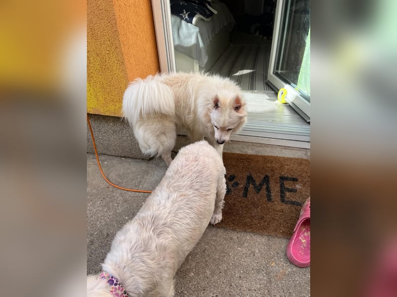 Rosie 2 – Ruhige Spitz-Dame sucht liebevolles Zuhause