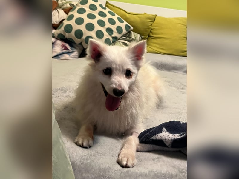 Rosie 2 – Ruhige Spitz-Dame sucht liebevolles Zuhause