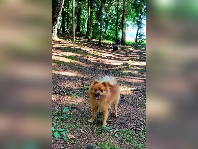 Zweijähriger Kleinspitzrüde