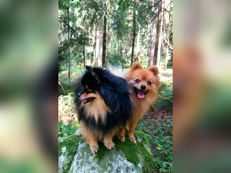 Zweijähriger Kleinspitzrüde