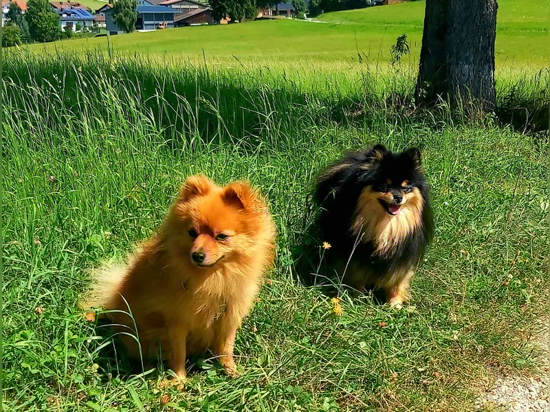 Zweijähriger Kleinspitzrüde