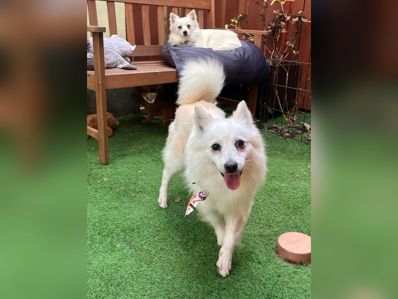 Amy, freundliche Kleinspitz Hündin geb. 2019