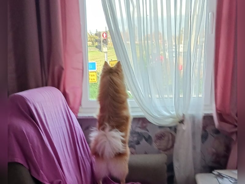 Wanda, süßes Kleinspitzmädchen geb.2025