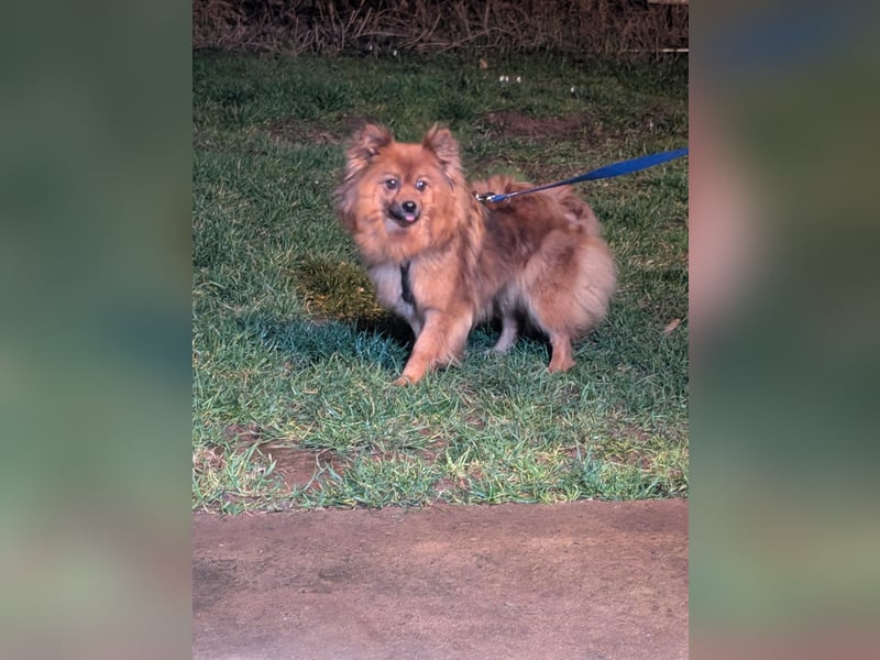 Dory, süße Kleinspitzhündin geb. 2020