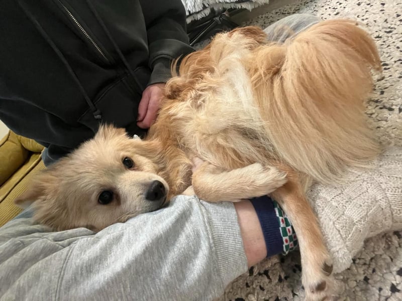 Rusty, freundlicher, aufgeschlossener Kleinspitzjunge geb. 2024