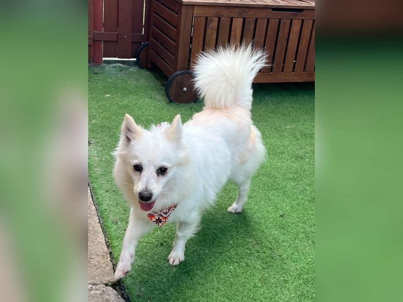 Amy, freundliche Kleinspitz Hündin geb. 2019