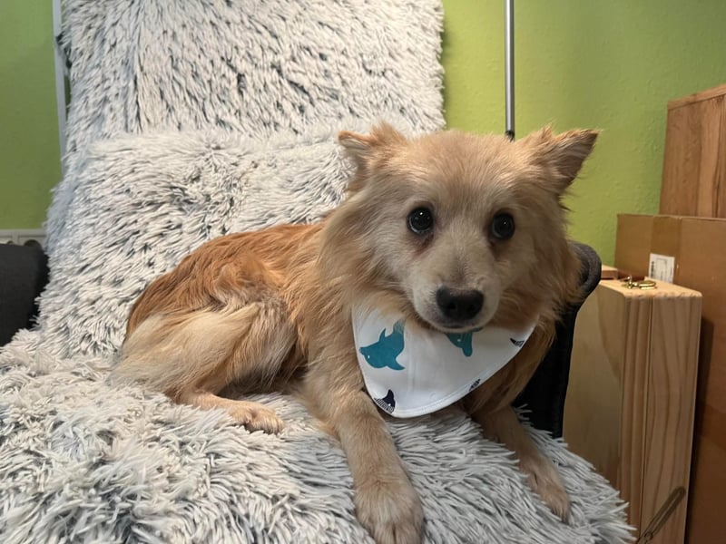 Rusty, freundlicher, aufgeschlossener Kleinspitzjunge geb. 2024