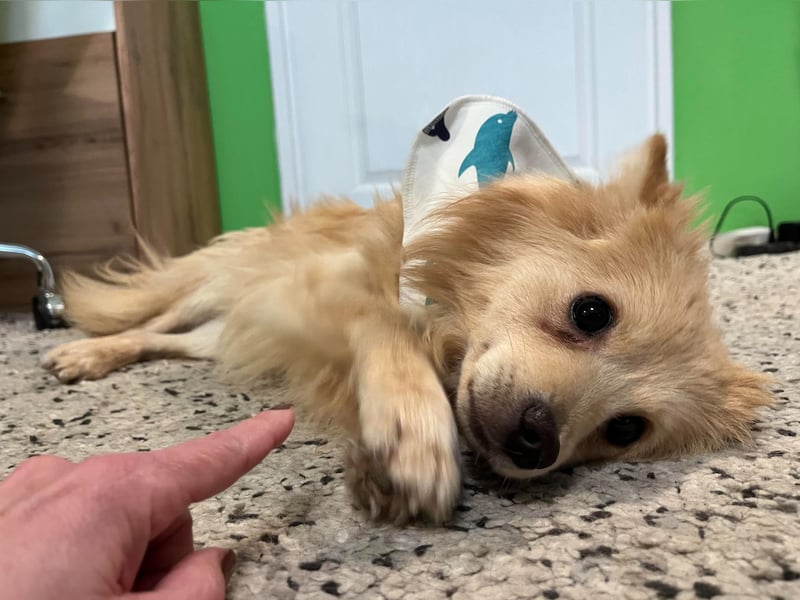 Rusty, freundlicher, aufgeschlossener Kleinspitzjunge geb. 2024