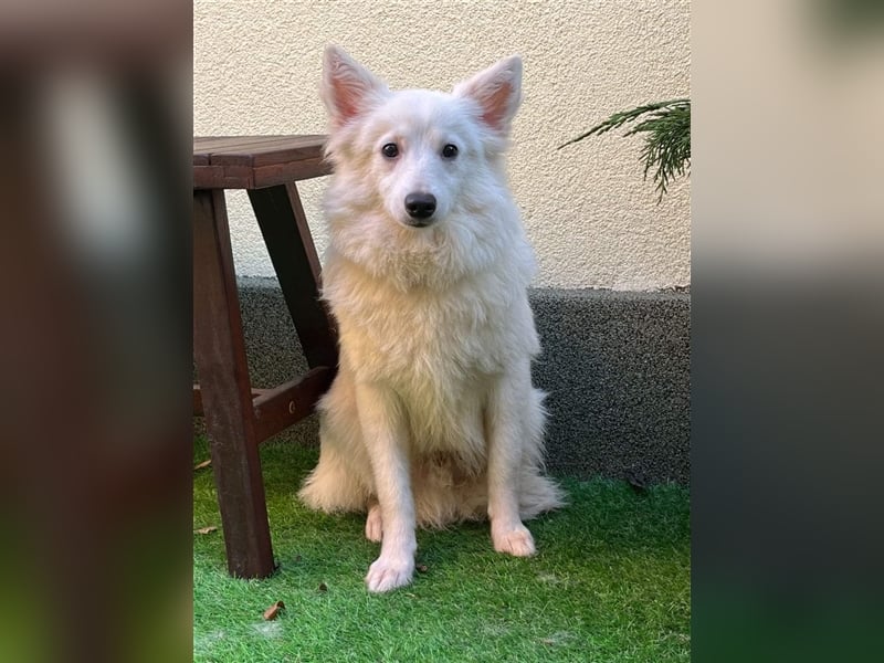 Timm, schüchterner und agiler Kleinspitz, geb. 03/2022