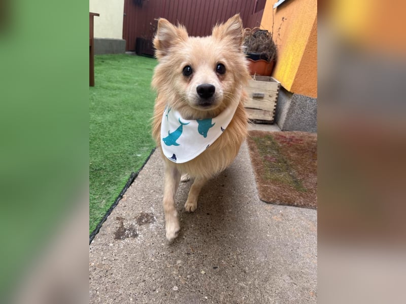 Rusty, freundlicher, aufgeschlossener Kleinspitzjunge geb. 2024