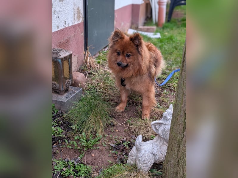 Dory, süße Kleinspitzhündin geb. 2020