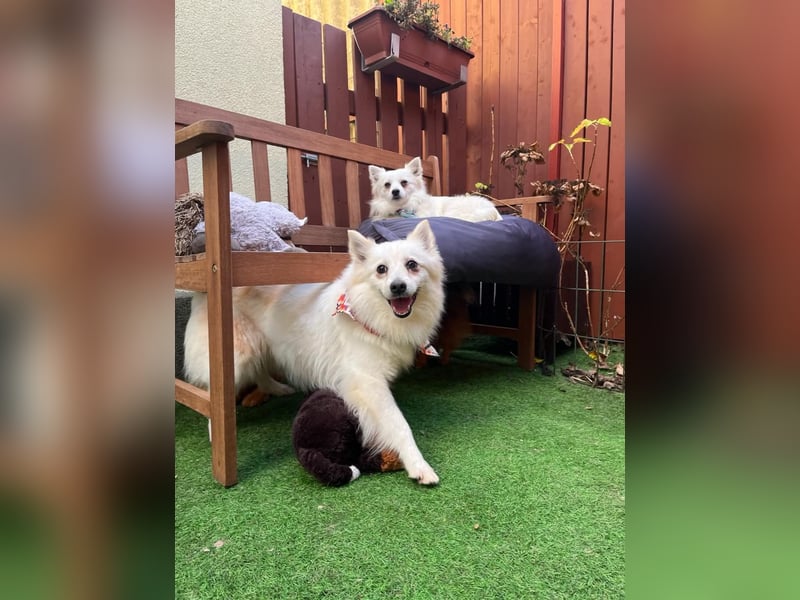 Amy, freundliche Kleinspitz Hündin geb. 2019