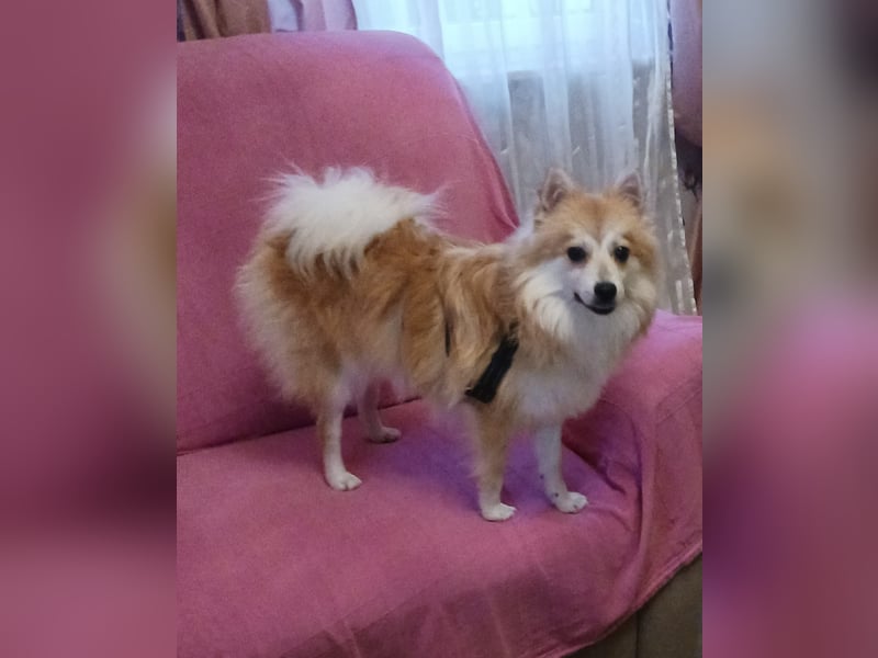 Wanda, süßes Kleinspitzmädchen geb.2025