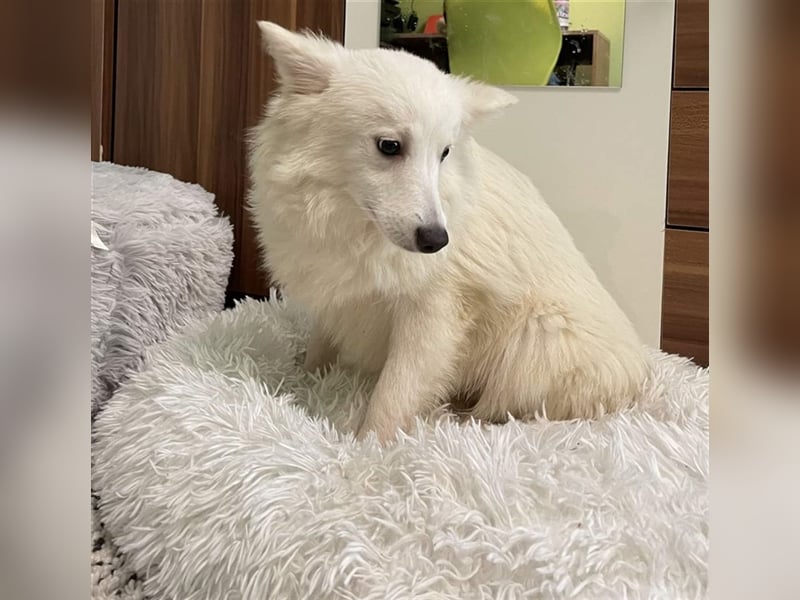 Timm, schüchterner und agiler Kleinspitz, geb. 03/2022