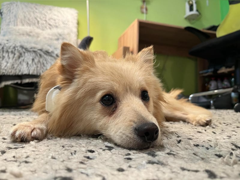 Rusty, freundlicher, aufgeschlossener Kleinspitzjunge geb. 2024