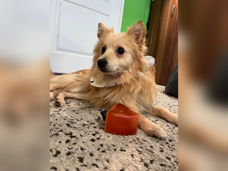 Rusty, freundlicher, aufgeschlossener Kleinspitzjunge geb. 2024