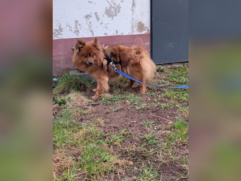 Dory, süße Kleinspitzhündin geb. 2020