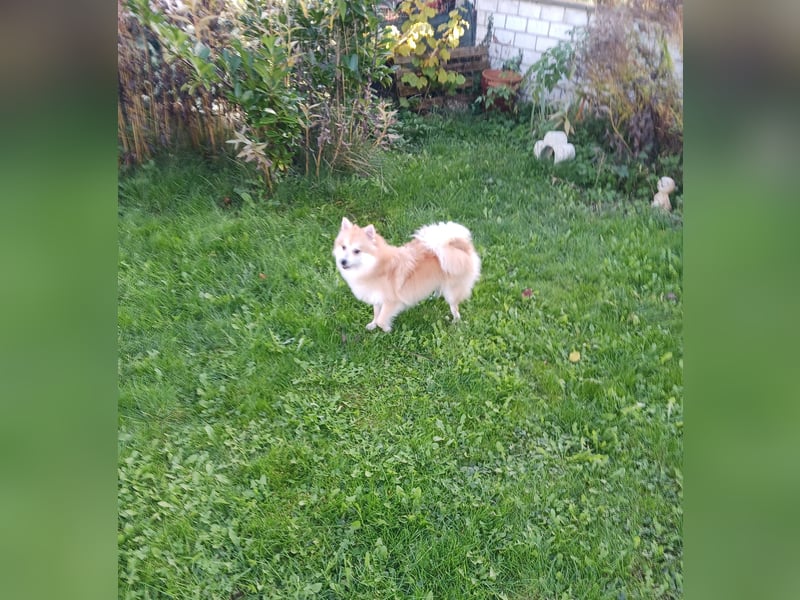 Wanda, süßes Kleinspitzmädchen geb.2025