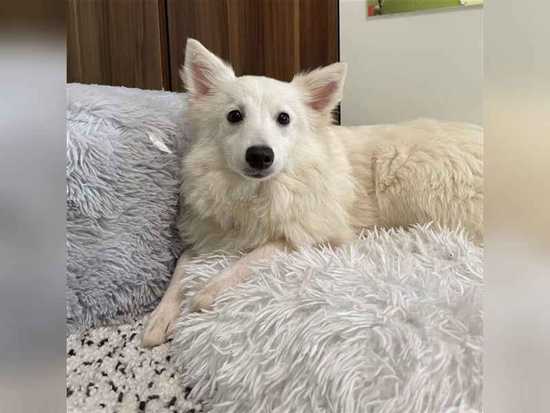 Timm, schüchterner und agiler Kleinspitz, geb. 03/2022