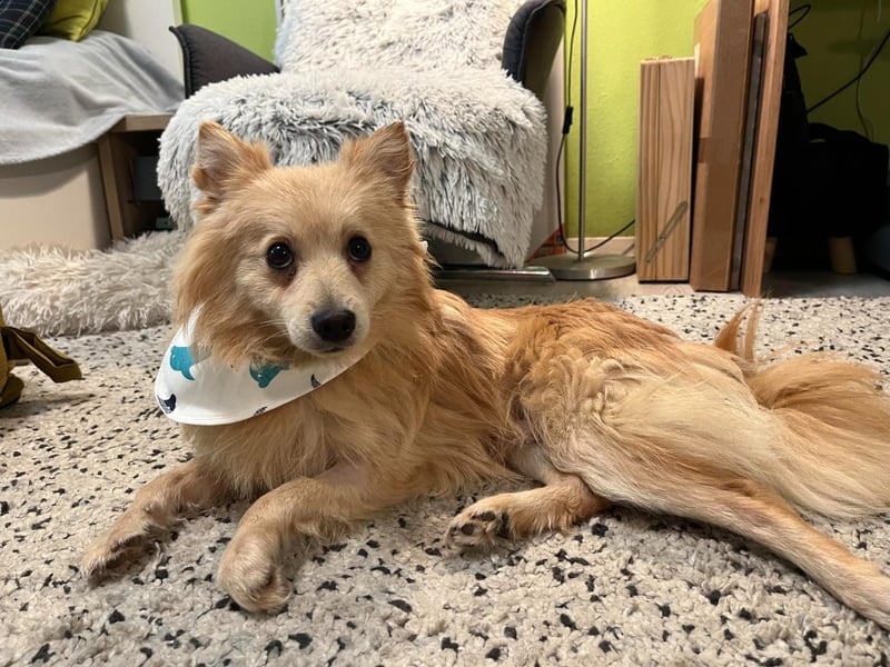 Rusty, freundlicher, aufgeschlossener Kleinspitzjunge geb. 2024