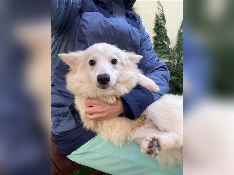 Timm, schüchterner und agiler Kleinspitz, geb. 03/2022