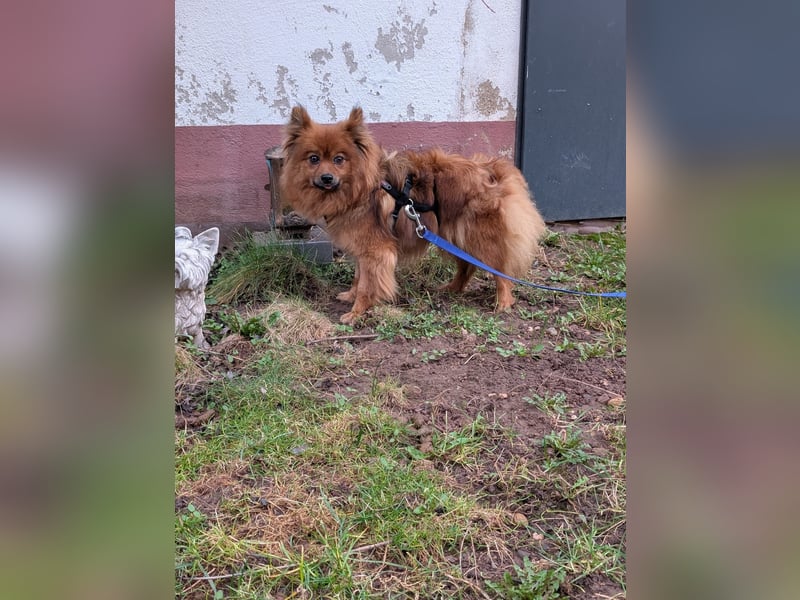 Dory, süße Kleinspitzhündin geb. 2020