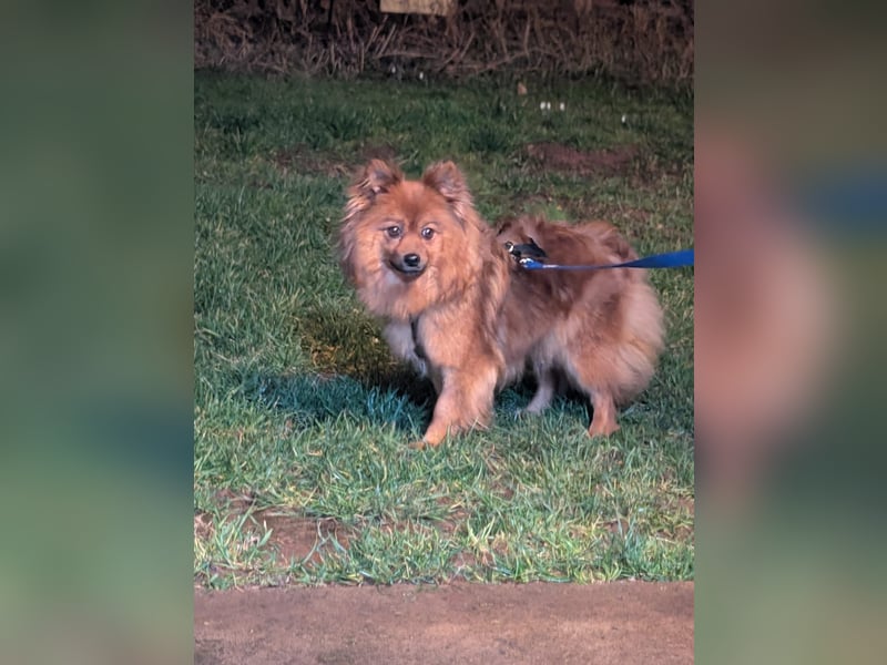 Dory, süße Kleinspitzhündin geb. 2020