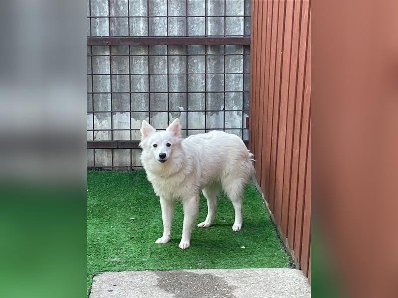 Timm, schüchterner und agiler Kleinspitz, geb. 03/2022