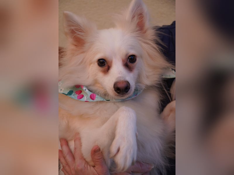 Dave, hübscher freundlicher Kleinspitz