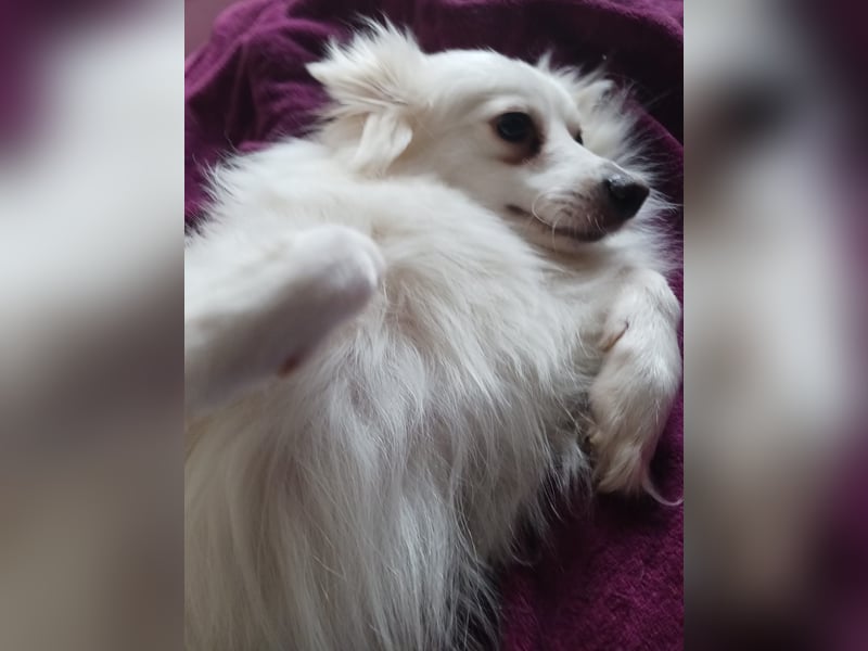 Dave, hübscher freundlicher Kleinspitz