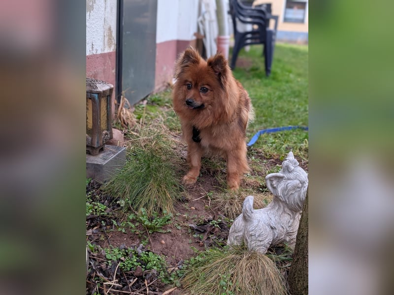 Dory, süße Kleinspitzhündin geb. 2020