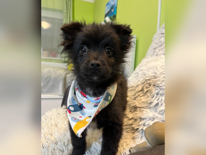 Loki SR - aufgeschlossen, verspielt