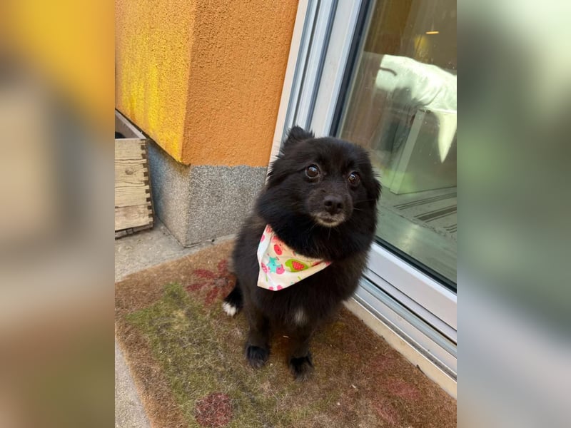 Mable SR- dominant, freundlich